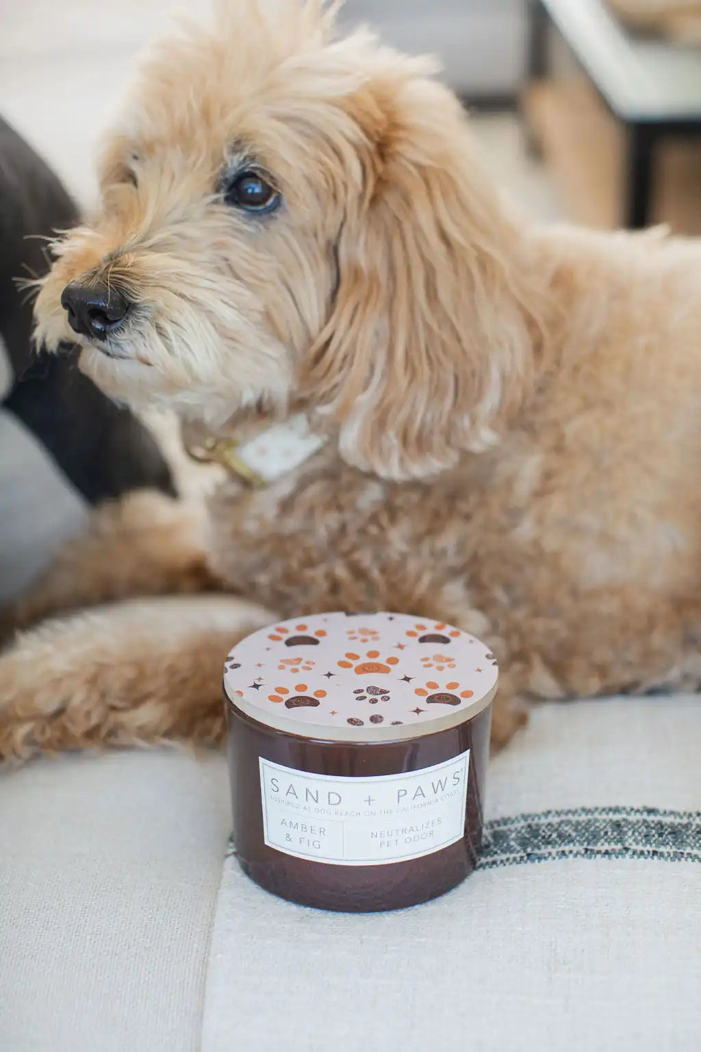 Sand + Paws Amber & Fig 12 oz scented candle