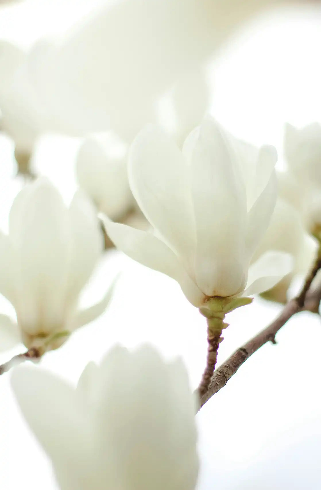 Ivory Bloom 50 ml Perfume Oil Rollerball