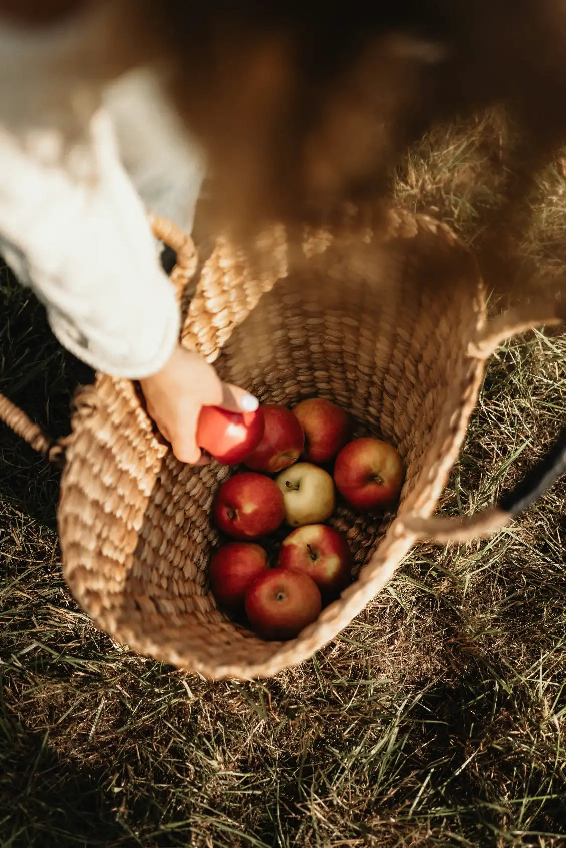 Apple Picking 12 oz scented candle