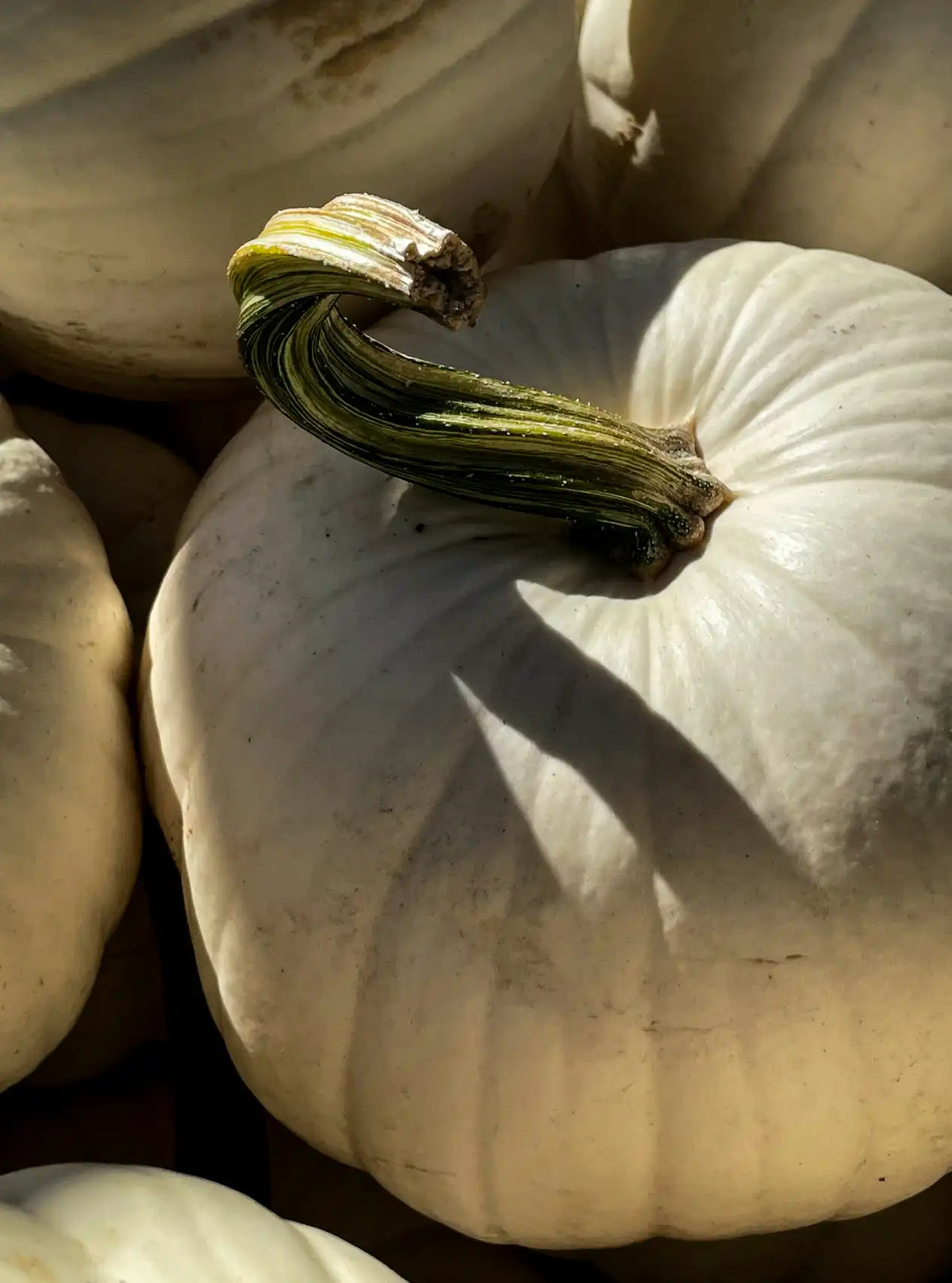 White Pumpkin 12 oz scented candle