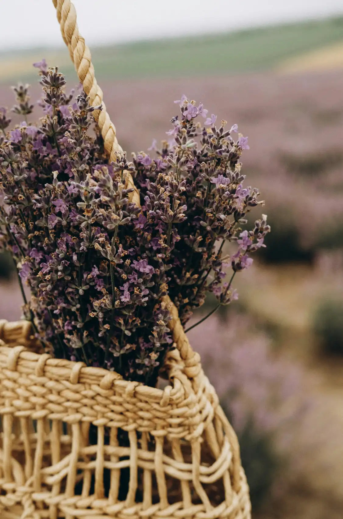 Cedar & Lavender 100 ml Reed Diffuser