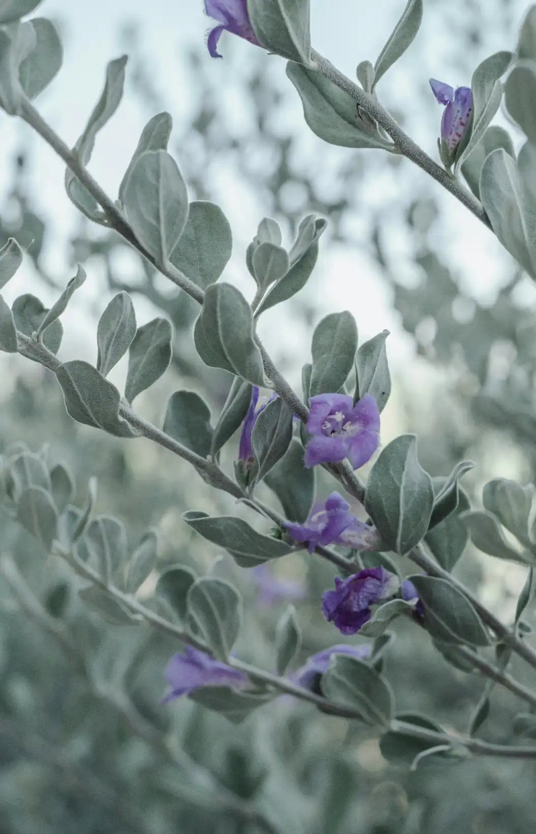 Eucalyptus & Lavender 12 oz scented candle