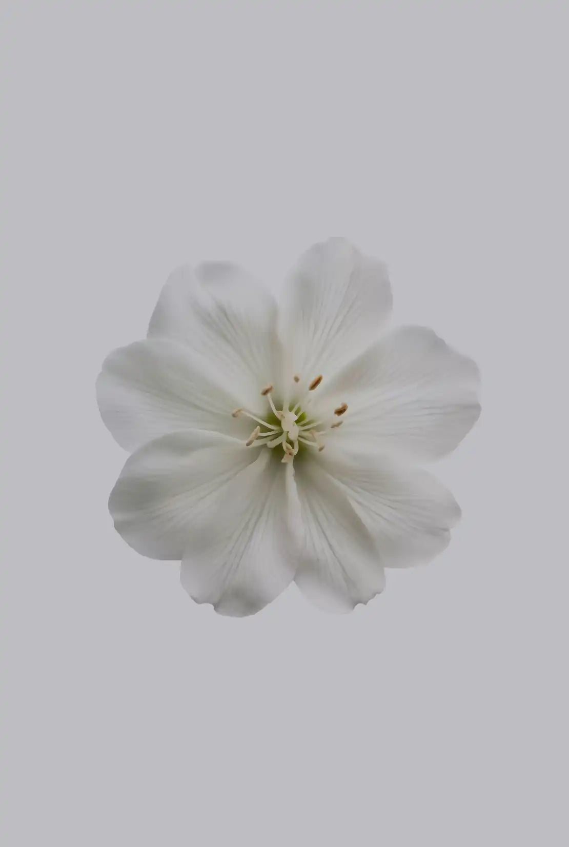 Fresh Jasmine 12 oz scented candle