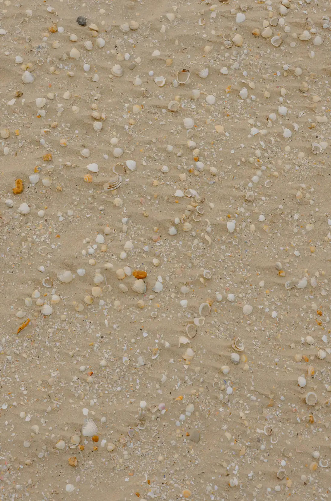 Sand + Paws Ocean & Sea Salt 12 oz scented candle