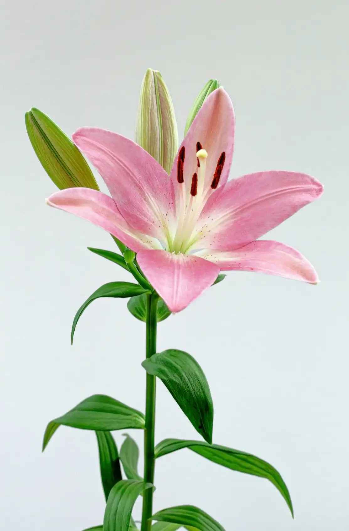 Peony & Lily 50 ml Perfume Oil Dropper