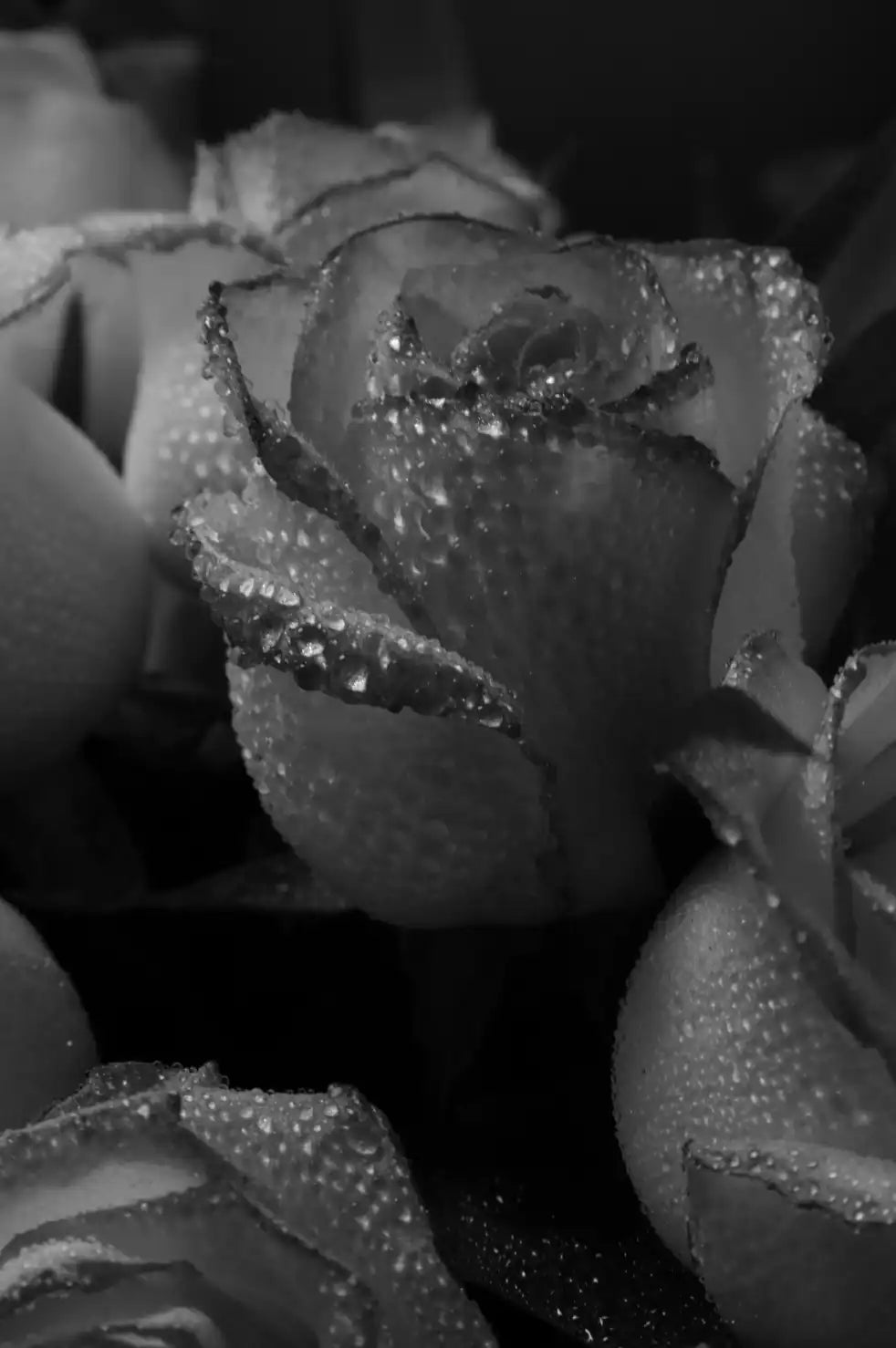 Rose Dew 50ml Perfume Oil Dropper