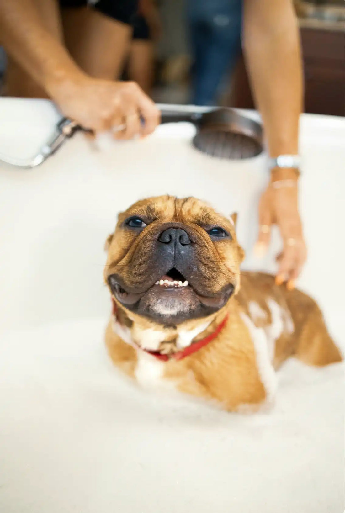 Sand + Paws Pet Shampoo & Conditioner - Sweet Honey