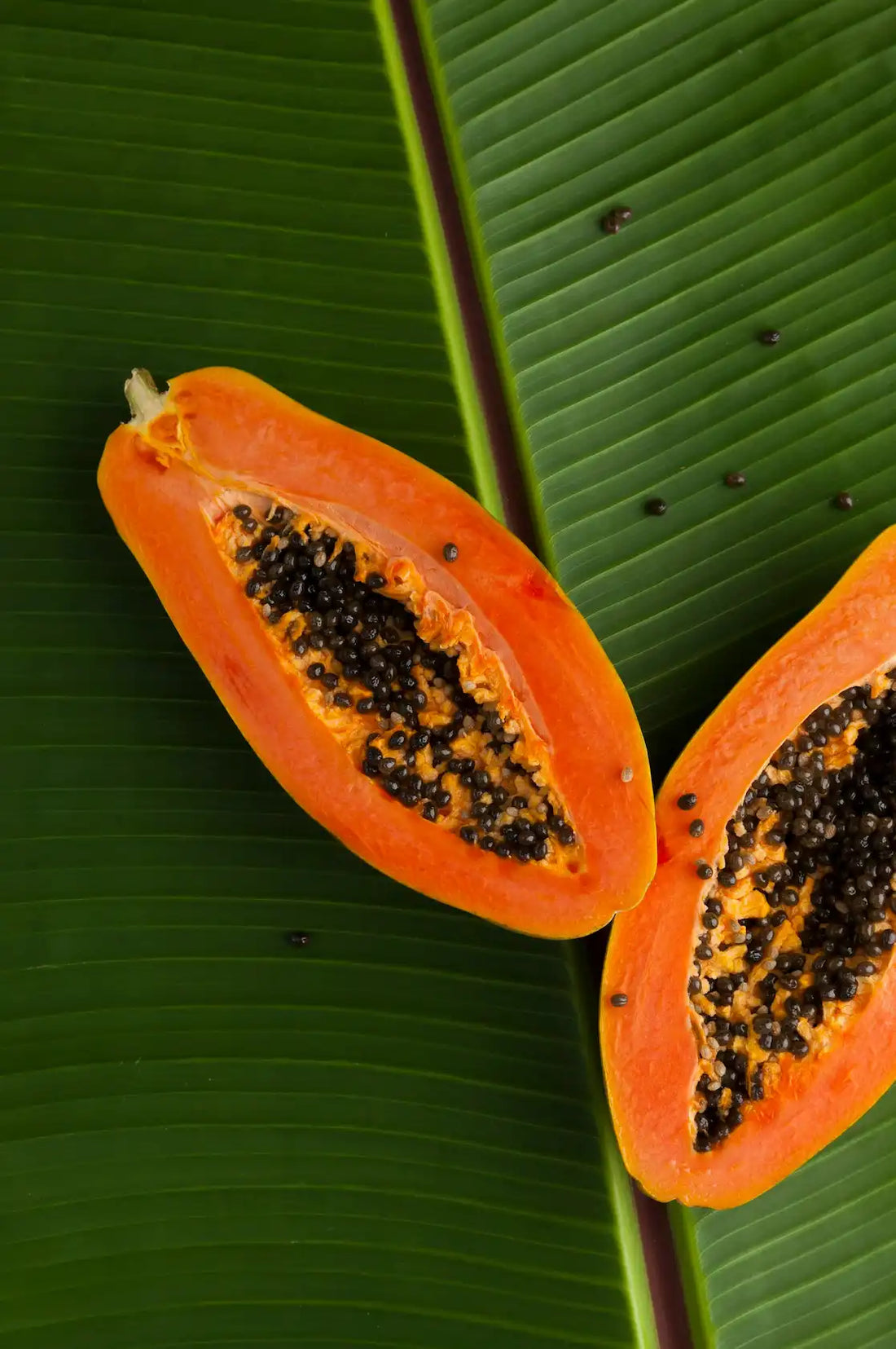 Island Papaya 10 oz scented candle