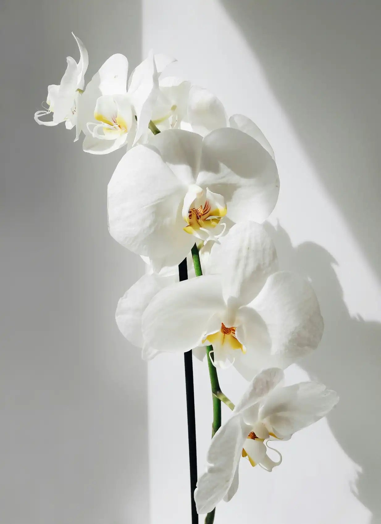 Vanilla Orchid 16.9 oz Whipped Body Butter