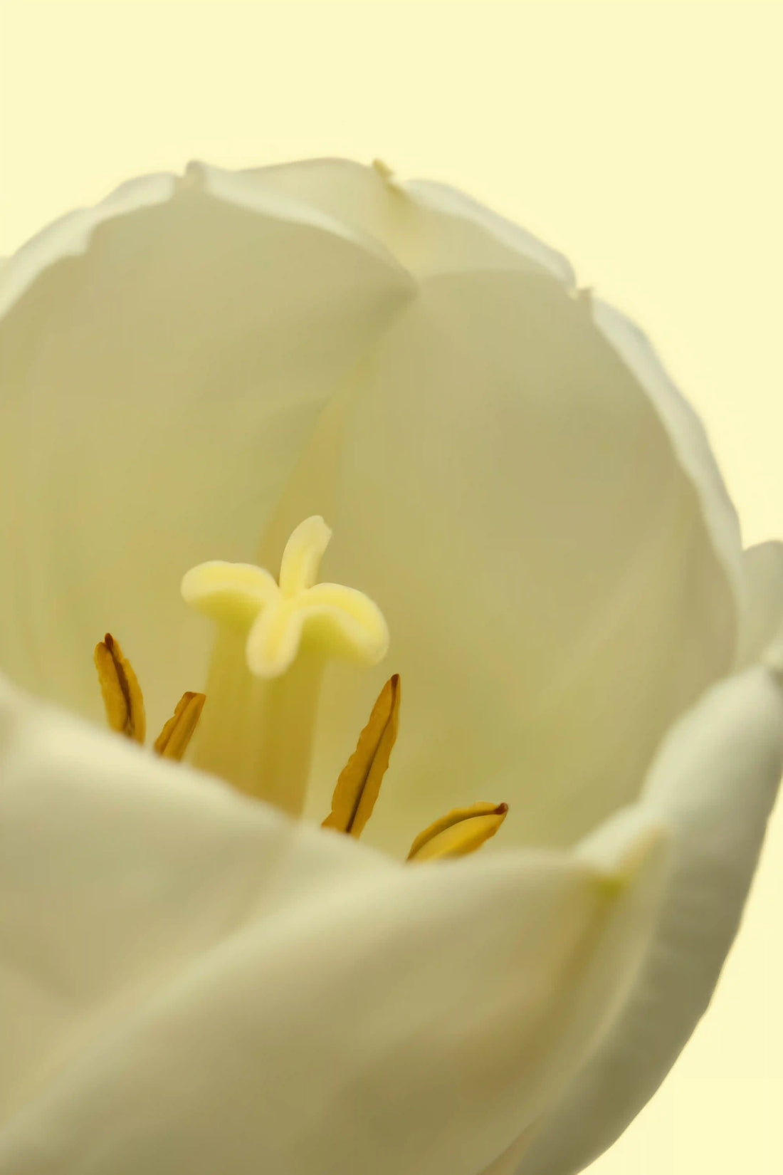 White Tulip 50ml Perfume Oil Rollerball