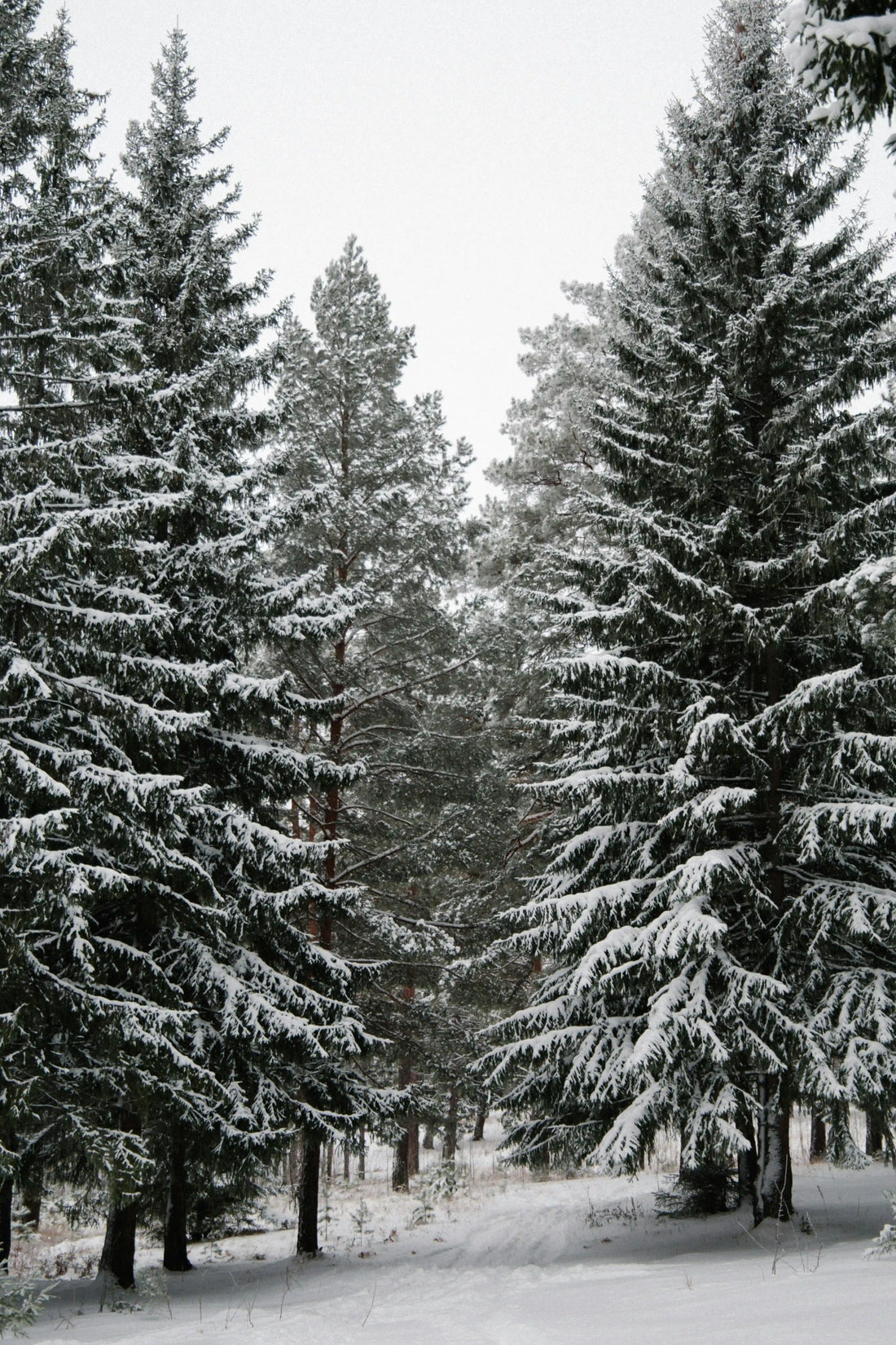 Winter Pine 12 oz scented candle