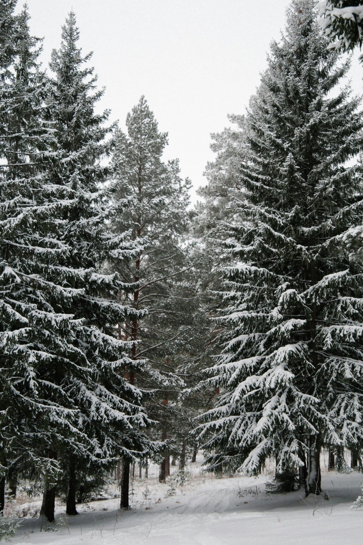 Winter Pine 12 oz scented candle
